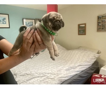 Silver fawn pug puppies