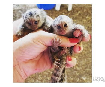 Marmoset finger and pigtail macaque monkeys for sale