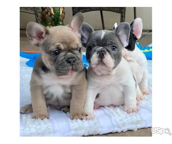 French bulldog puppies for sale