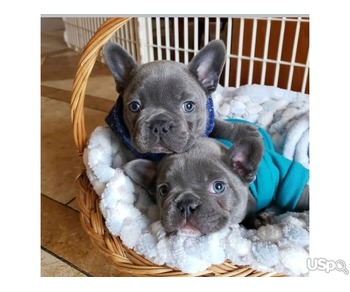 French bulldog puppies for sale