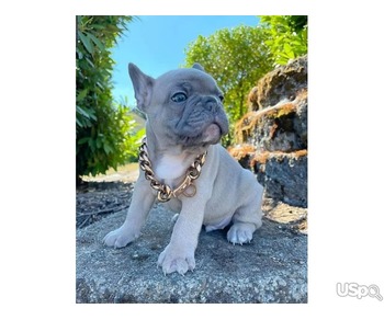 French bulldog puppies for sale