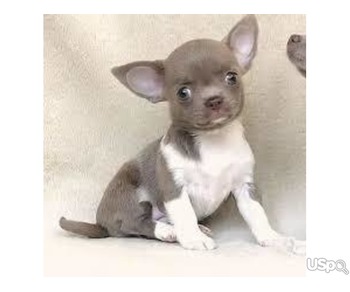 Chihuahua puppies for sale