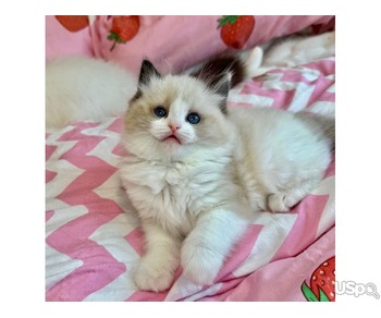 Gorgeous vaccinated male ragdoll kitten for sale