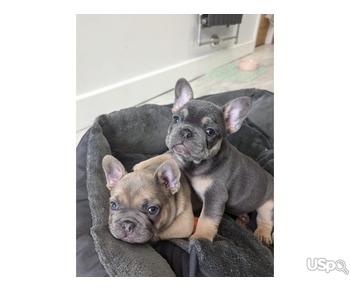 KC Registered French Bulldog Puppies Ready