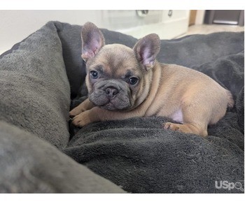 KC Registered French Bulldog Puppies Ready