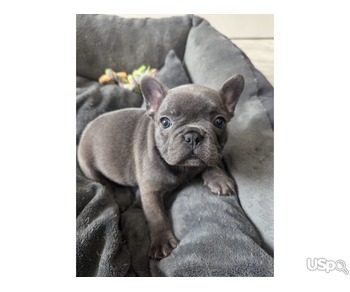 KC Registered French Bulldog Puppies Ready