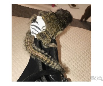 playful  pygmy marmoset Capuchin monkeys,.text me on :+12097835681