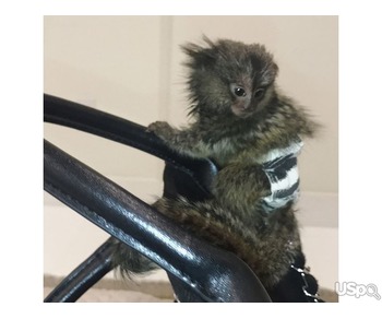 playful  pygmy marmoset Capuchin monkeys,.text me on :+12097835681