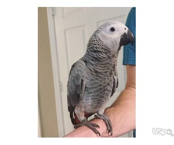 African Grey and macaw parrots For Sale ...text me on +12097835681