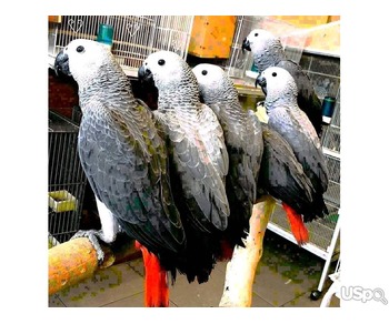 African Grey and macaw parrots For Sale ...text me on +12097835681