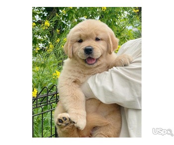 Pure Golden Retriever Adoption