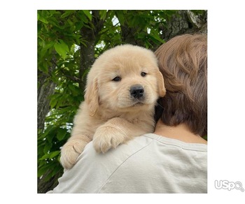 Pure Golden Retriever Adoption