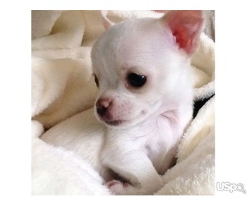 Teacup Chihuahua puppies for sale.