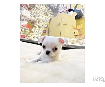 Short hair Chihuahua puppies for sale.