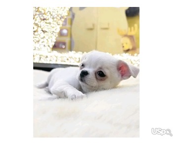 Cute Chihuahua puppies for sale.