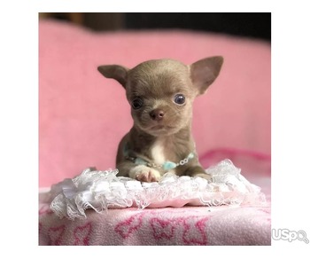 Chihuahua puppies for sale