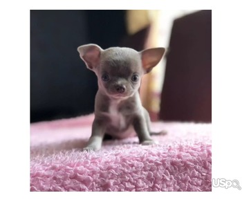 Chihuahua puppies for sale