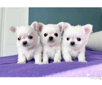 Lovely Chihuahua puppies for sale.