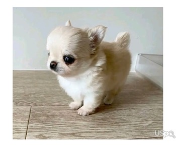 Adorable Chihuahua puppies for sale.