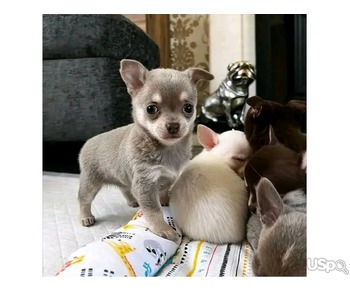 Longhair Chihuahua puppies for sale.