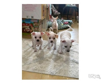 Chihuahua puppies for sale.