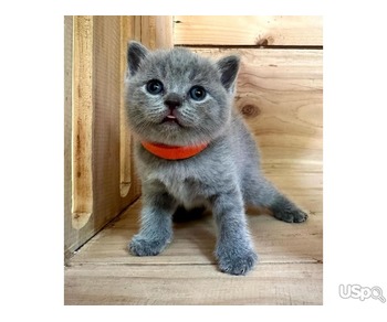 Pure Bred British Shorthair kittens For Adoption