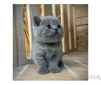 Pure Bred British Shorthair kittens For Adoption