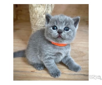 Pure Bred British Shorthair kittens For Adoption