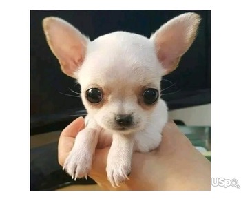 Chihuahua puppies available for sale.