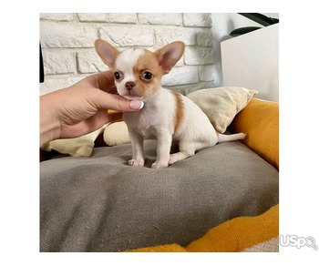 Chihuahua puppies for sale