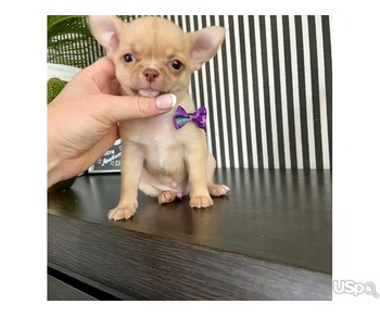 Chihuahua puppies for sale