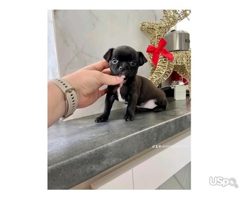 Chihuahua puppies for sale