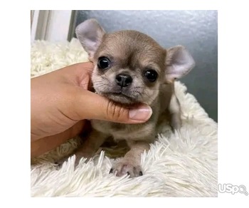 Teacup Chihuahua puppies for sale.