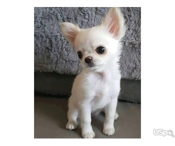 Teacup Chihuahua puppies for sale.