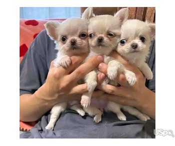 Teacup Chihuahua puppies for sale.