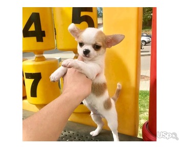 Chihuahua puppies for sale