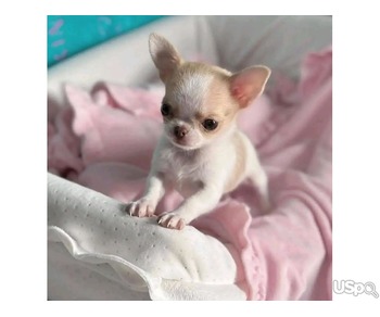 Chihuahua puppies for sale