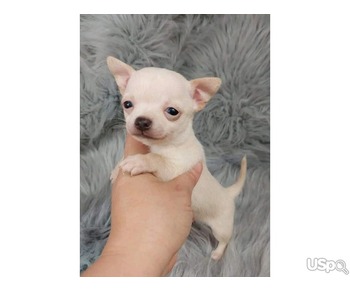 Cute and adorable teacup Chihuahua puppies available for sale