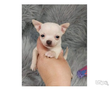 Cute and adorable teacup Chihuahua puppies available for sale