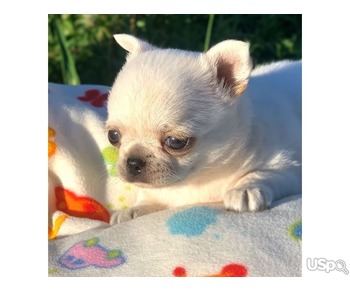 Cute and adorable teacup Chihuahua puppies available for sale