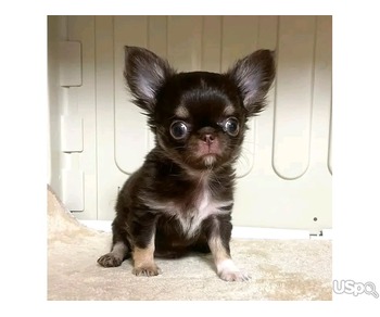 Cute Chihuahua puppies for sale.