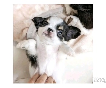 Chihuahua puppies for sale.