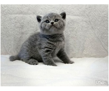 Super British Shorthair Kittens Ready