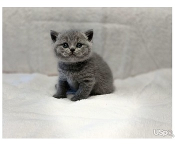 Super British Shorthair Kittens Ready