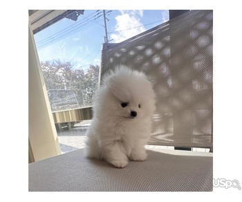 Teacup Pomeranian Puppies For Sale