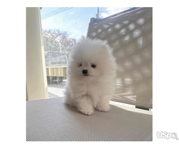 Teacup Pomeranian Puppies For Sale