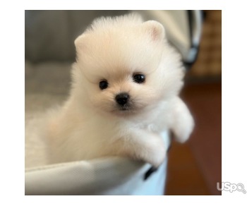 Teacup pom Pups For Sale