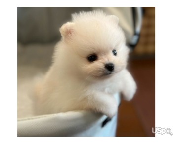 Teacup pom Pups For Sale