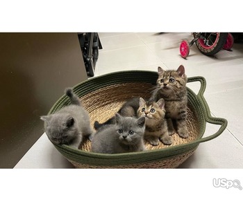 Grey British shorthair kittens looking for homes