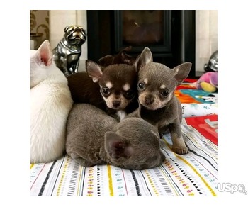 Chihuahua puppies for sale.